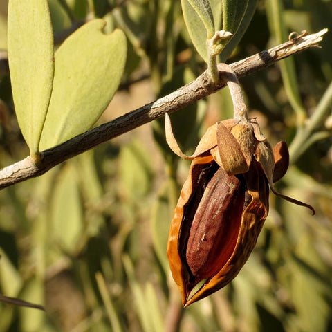 Aceite de jojoba ¿Cuáles son sus propiedades y beneficios?